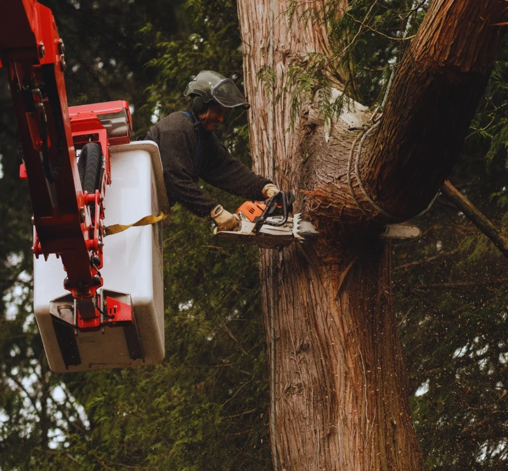 Local Services Tree Pruning Legacy Tree Service 1024x950