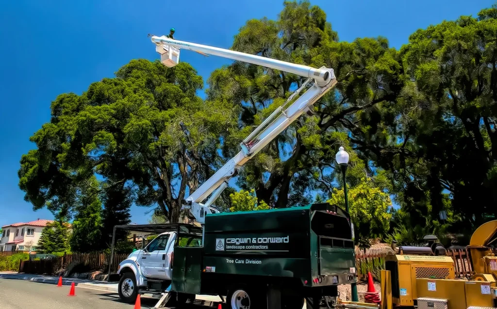 our commercial tree services
