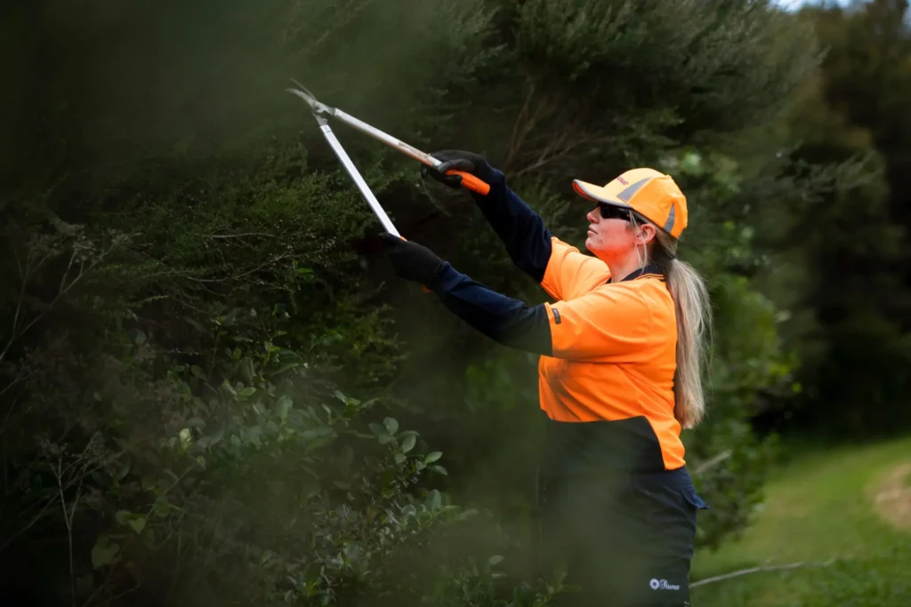 our tree pruning service