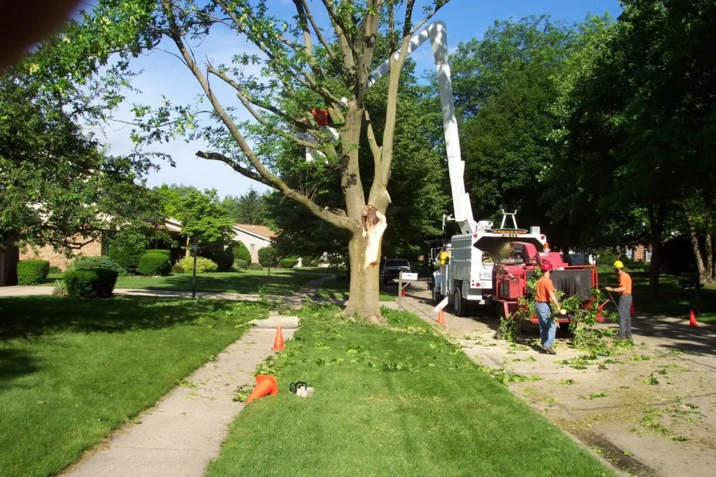 residential tree services for orlando homeowners