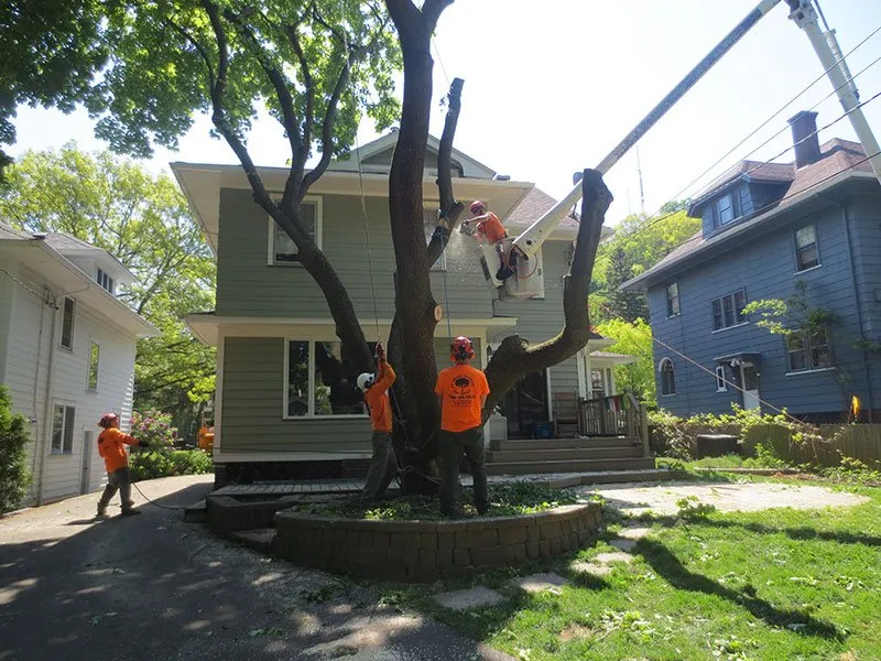 Residential Tree Services For Orlando Homeowners