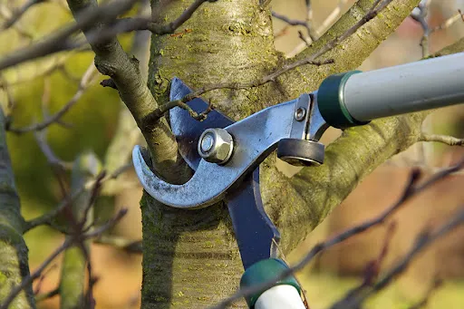 tree pruning services in orlando