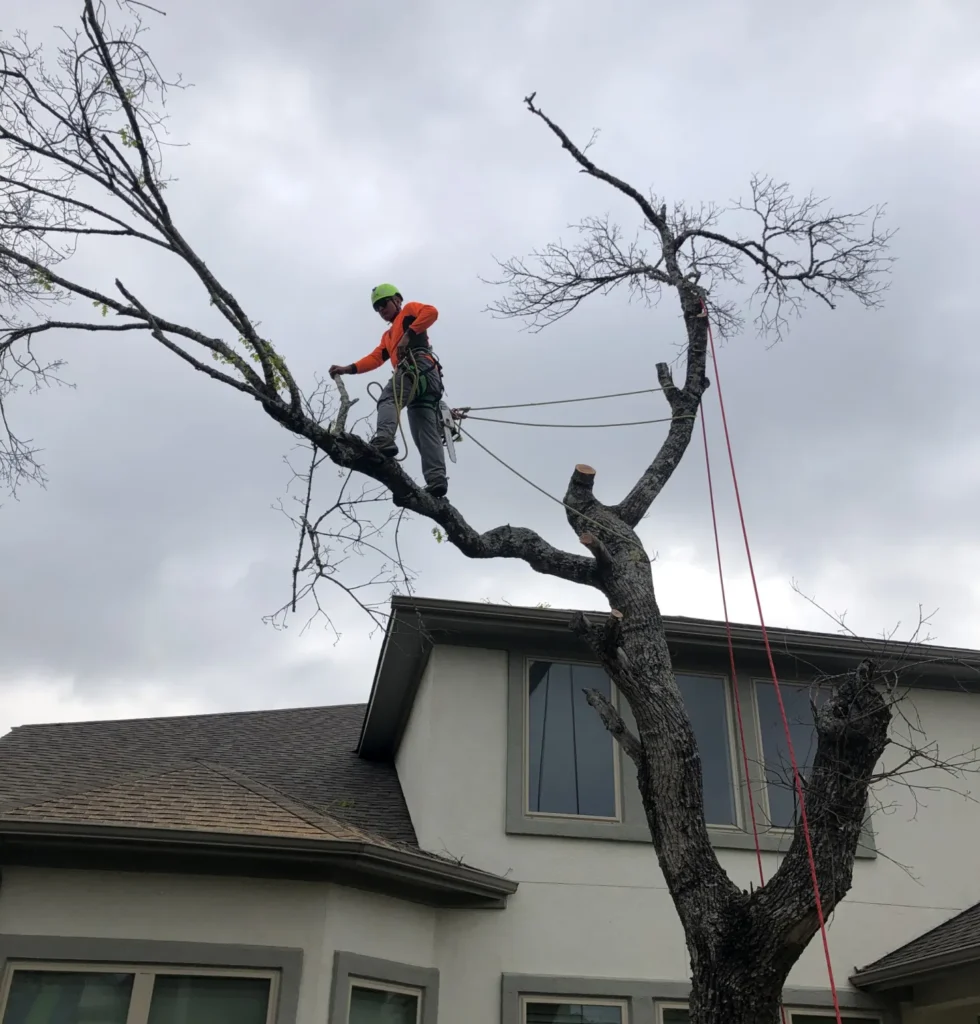 tree trimming services