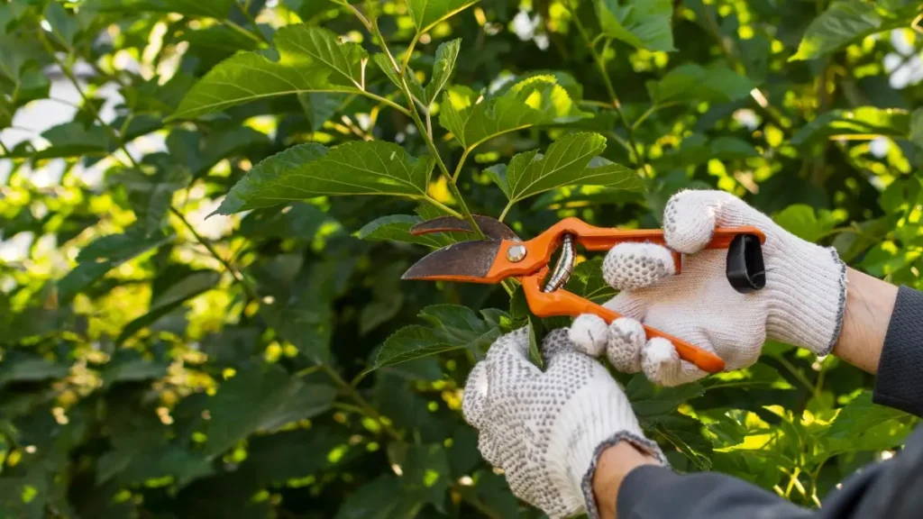 tree trimming in orlando