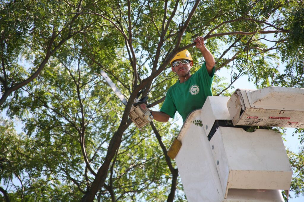 Dragonetti Tree Removal New York 1024x683