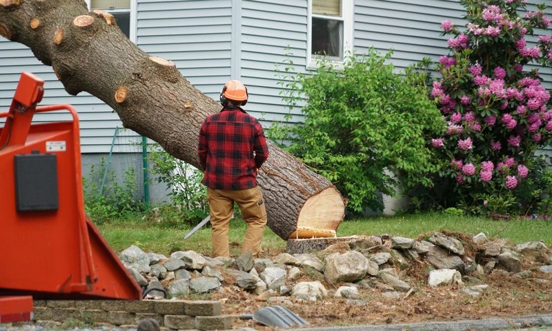 How Tree Removal Can Benefit Your Property