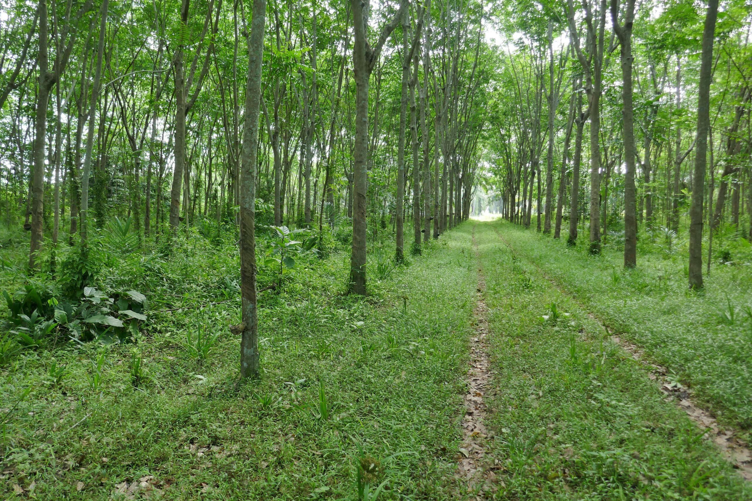 A serene forest path surrounded by tall green trees and lush vegetation.