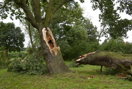 Summer Storm Cleanup
