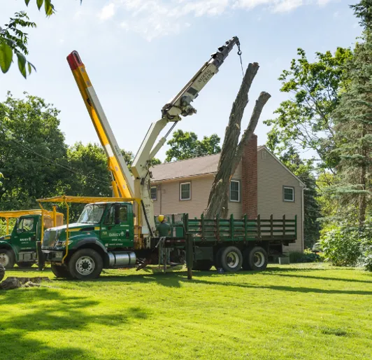 Tree Removal