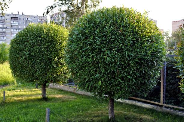 trimmed like balls trees illuminated by the evening sun