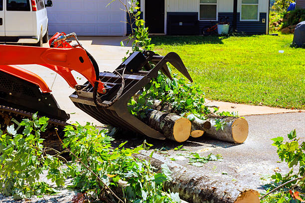 skid steer machinery removes fallen tree logs from driveway in suburban area