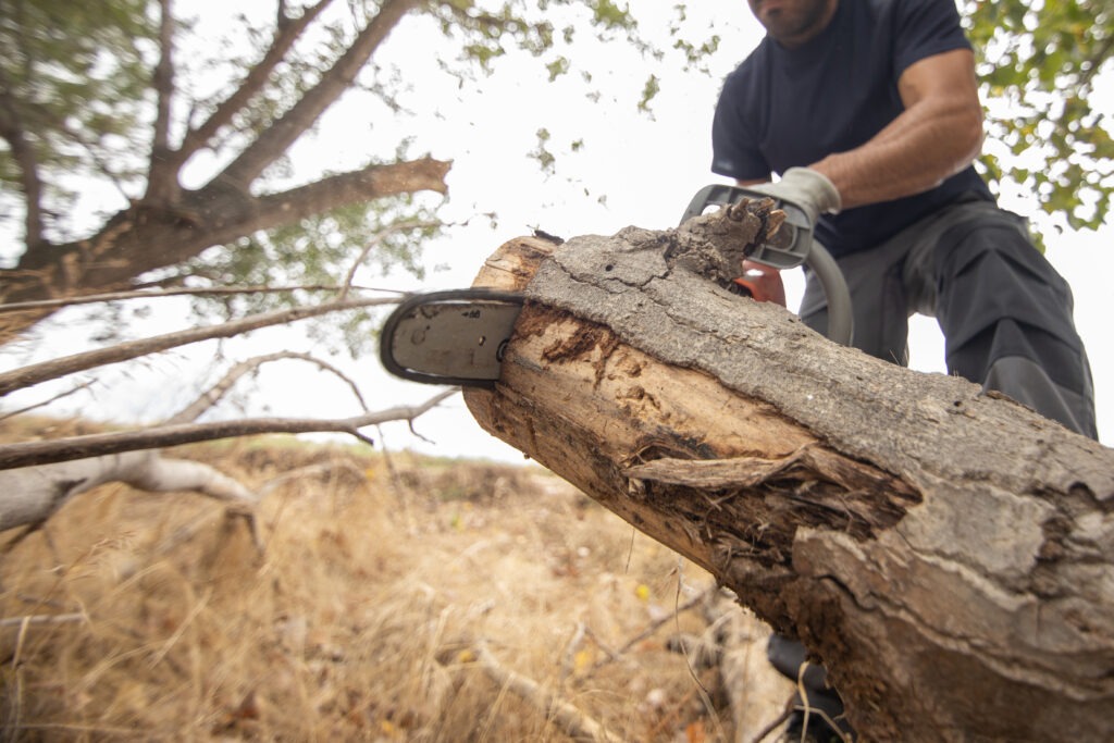 tree removal orlando