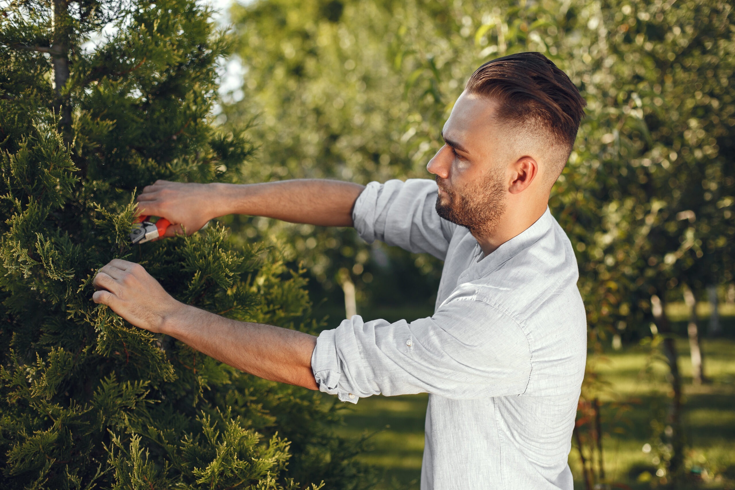 Home tree pruning vs trimming