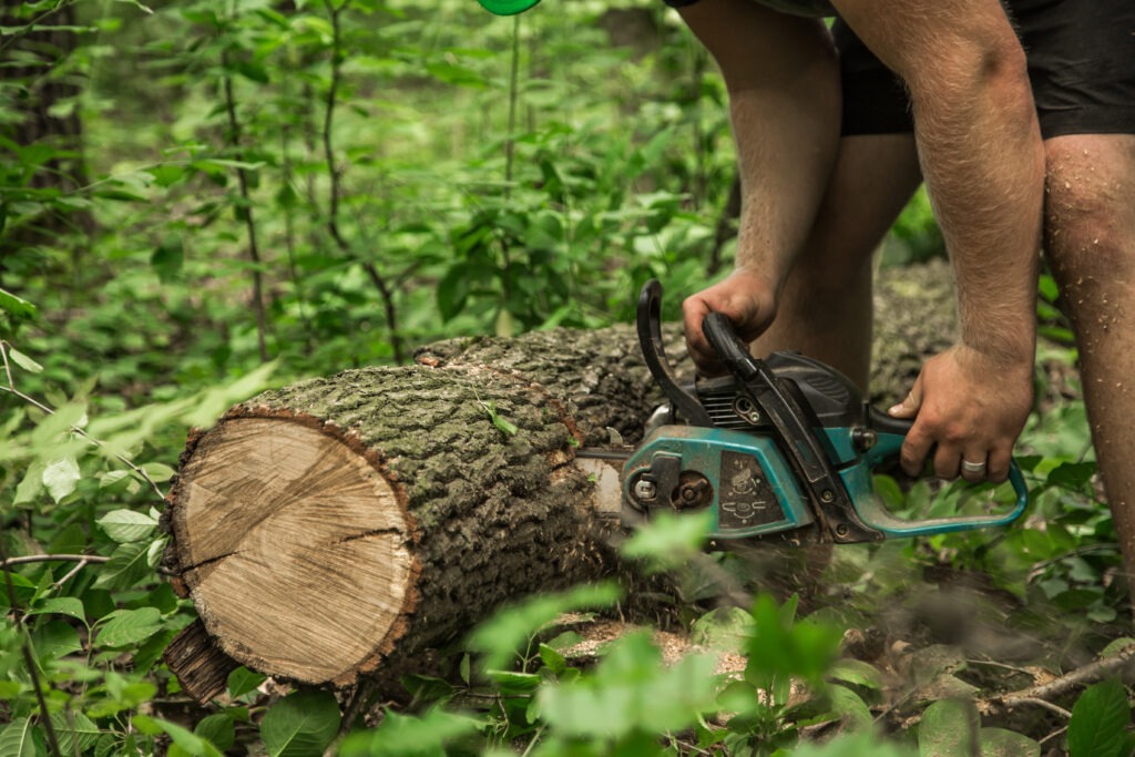a man with a chainsaw cuts the tree