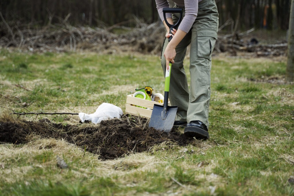 planting trees as part reforestation process