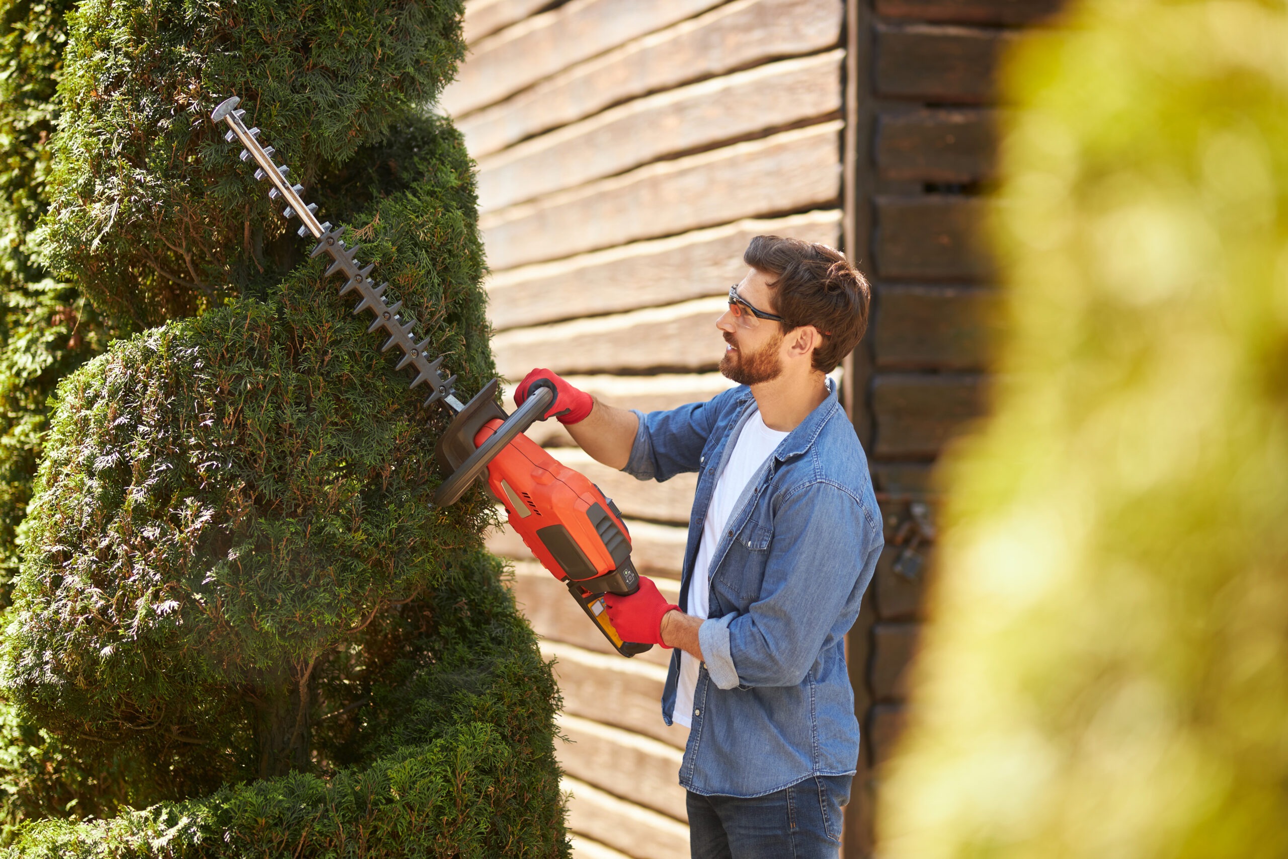 Home professional male landscaper creating topiary garden by cutting branches of evergreen plants.