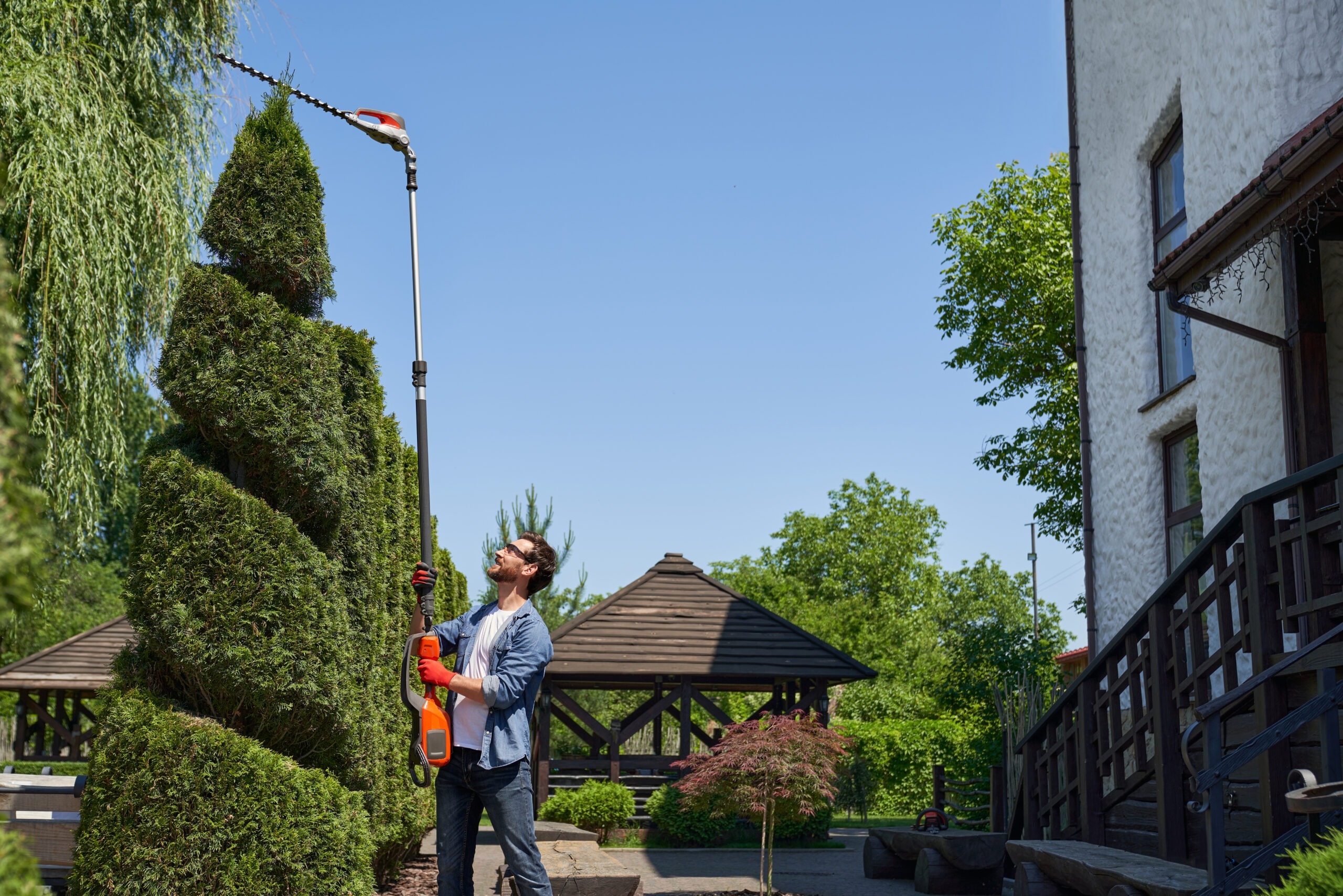 Home skilful gardener using high altitude hedge trimmer while shaping conifer tree in topiary garden.